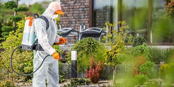 Gardener in protection suite spraying garden plants